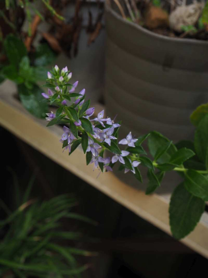 P9265435