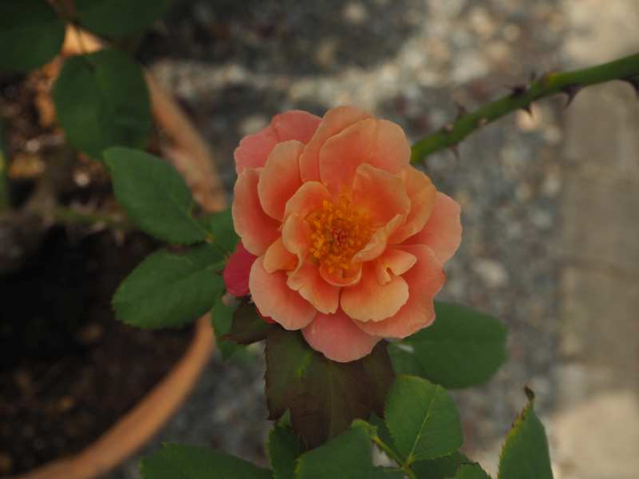 P9265445