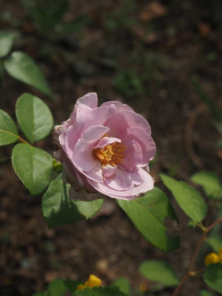P9265451