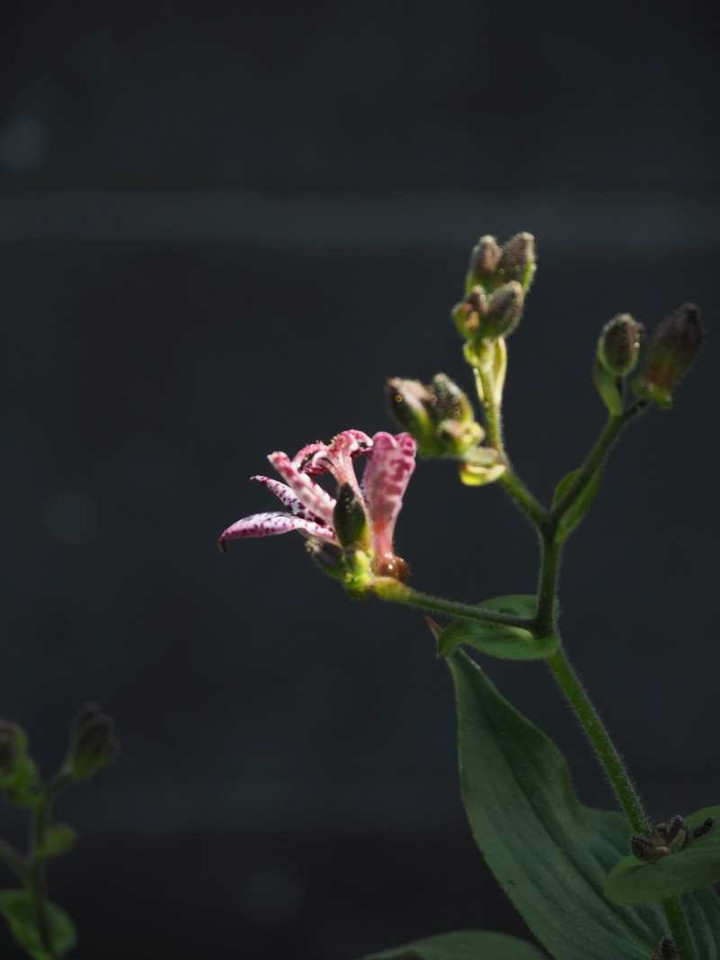 P9275481