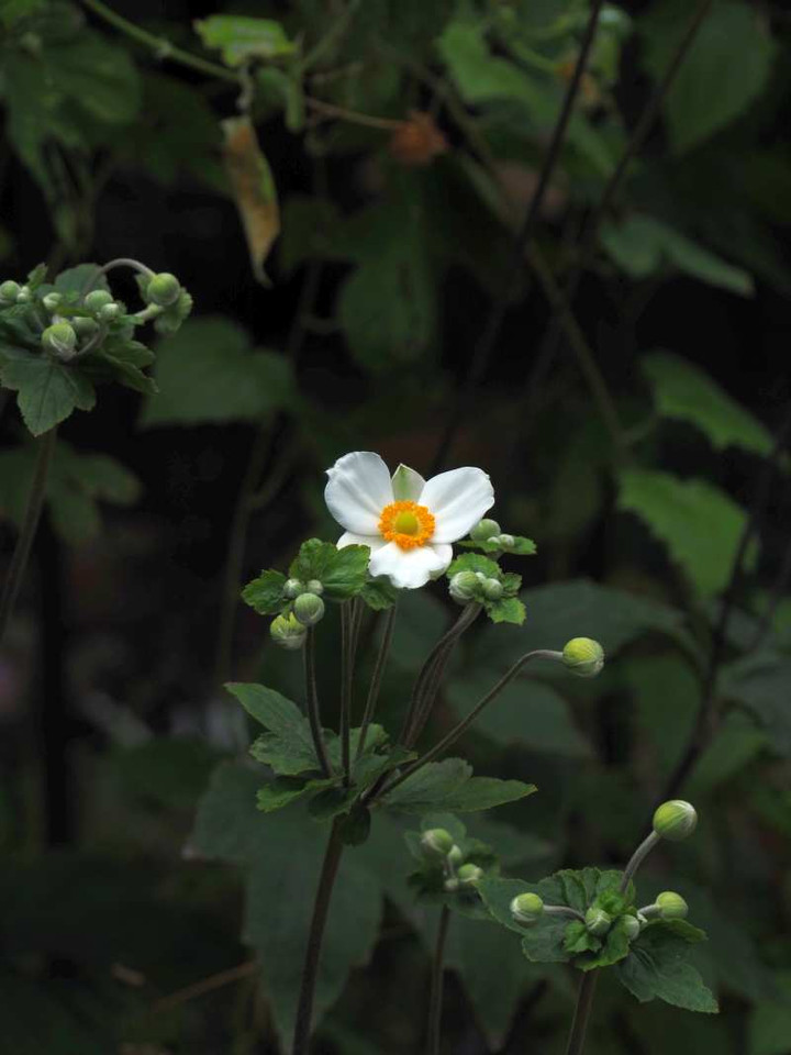 P9275505