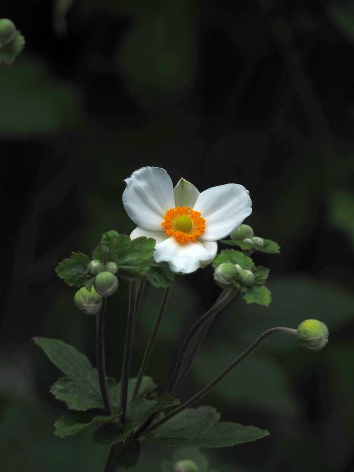 P9275506