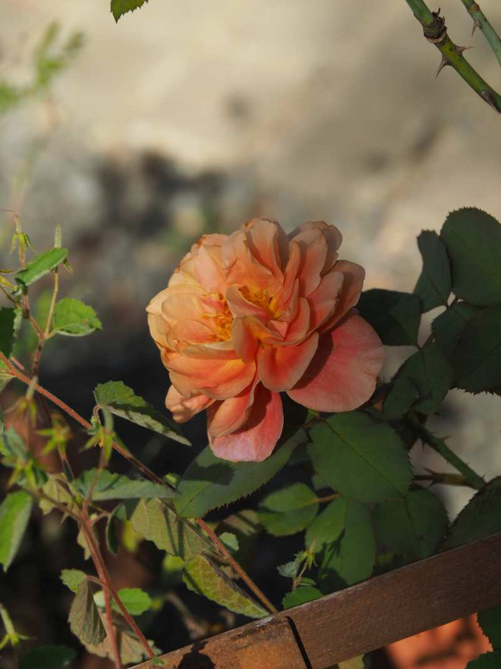 P9305629