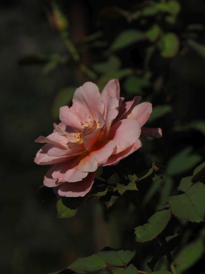 P9305630