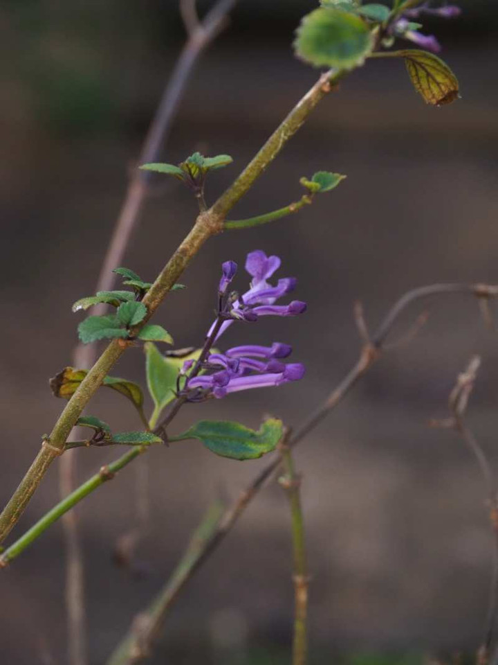 Pa015658r