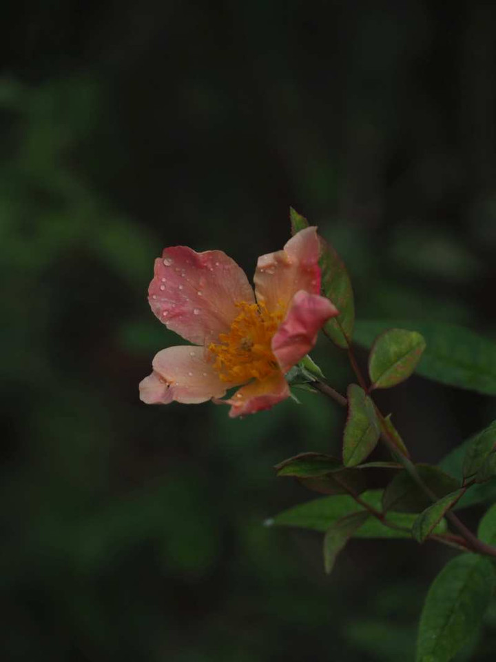 Pa056024