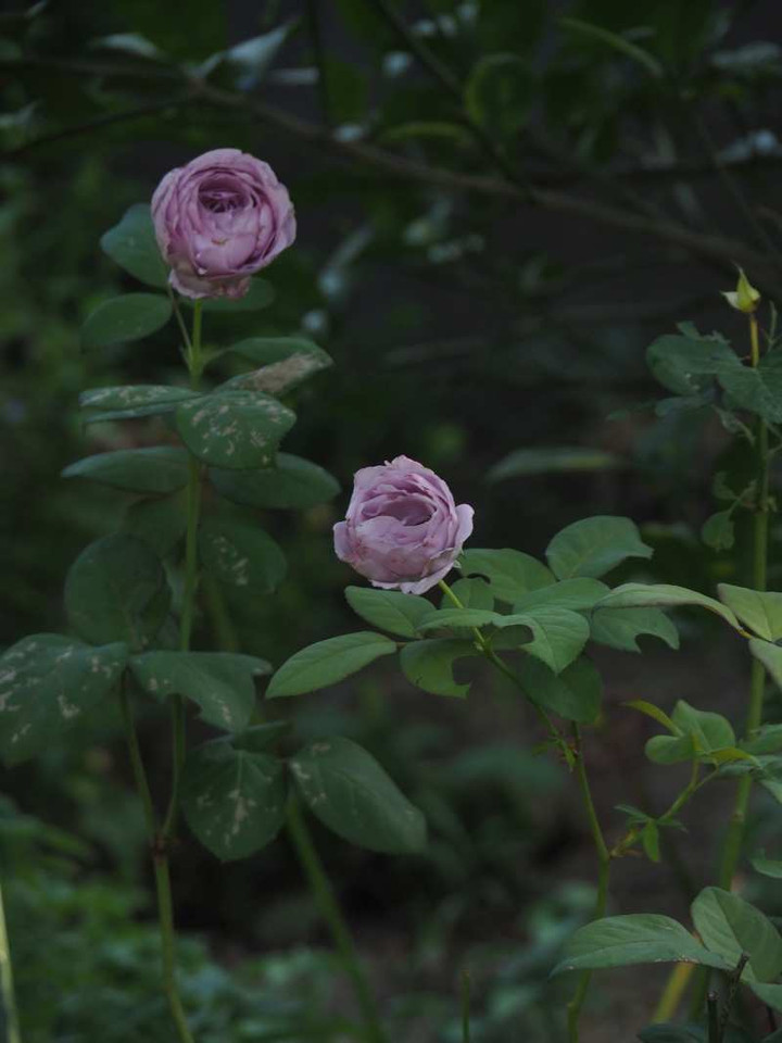 Pa056027