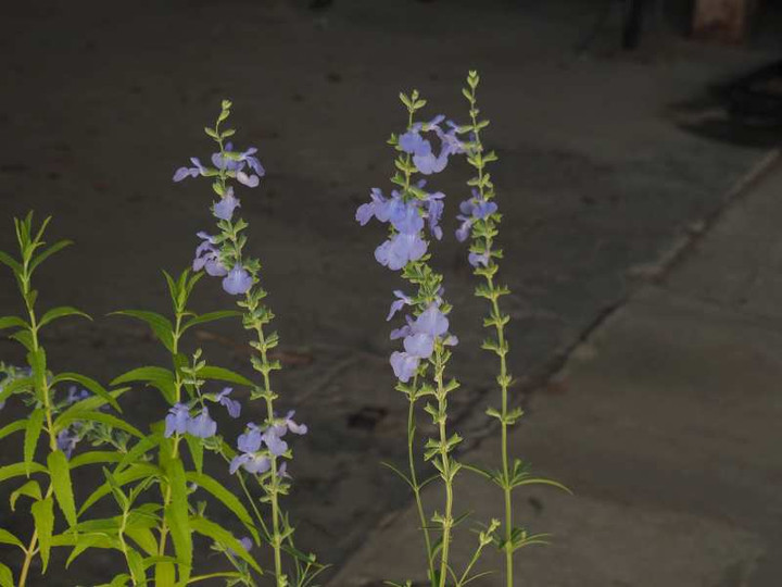 Pa076058