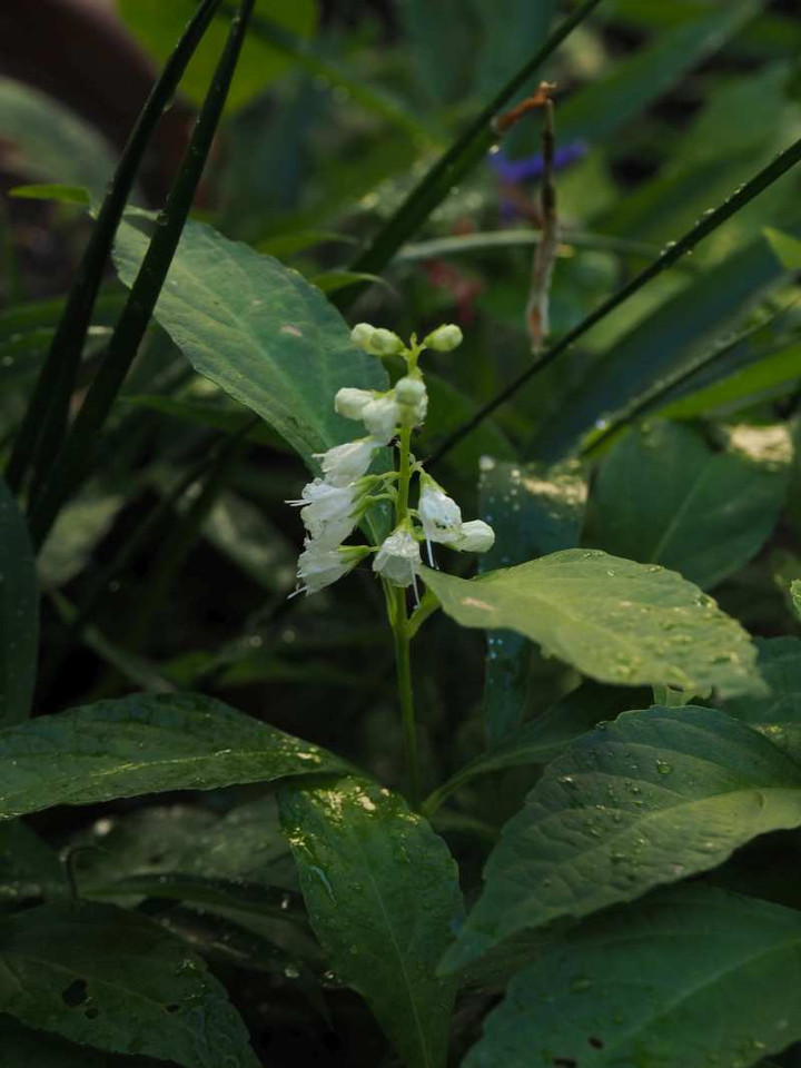 Pa076081