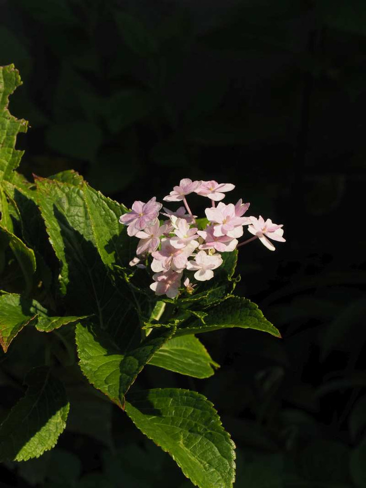 Pb018429