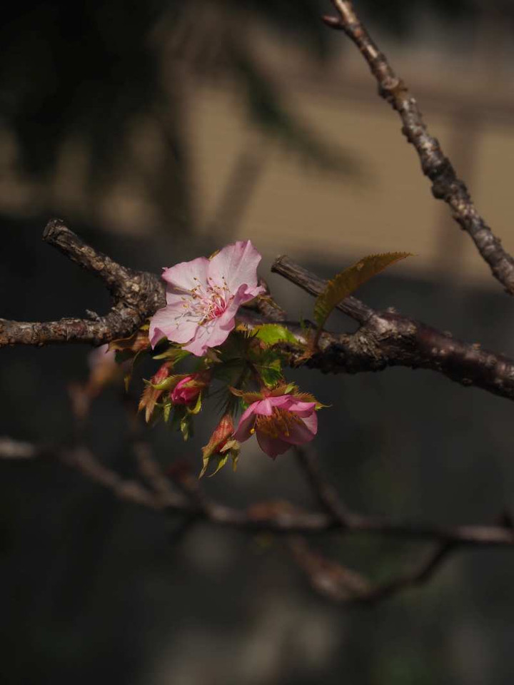 Pb028451
