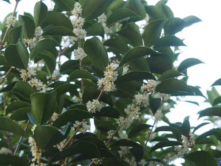 Pb048705