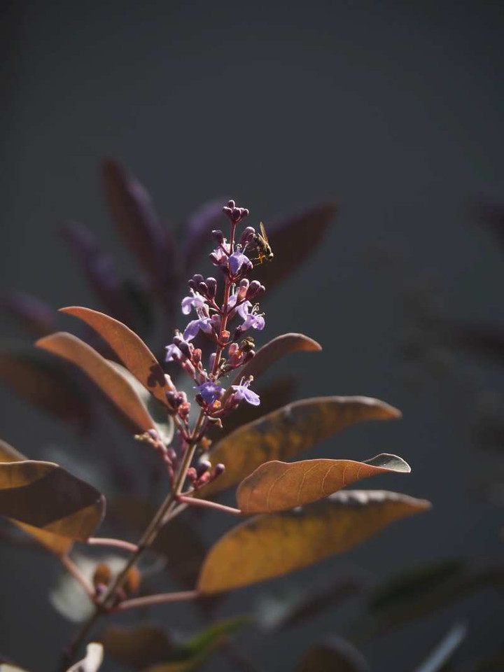 Pb048719