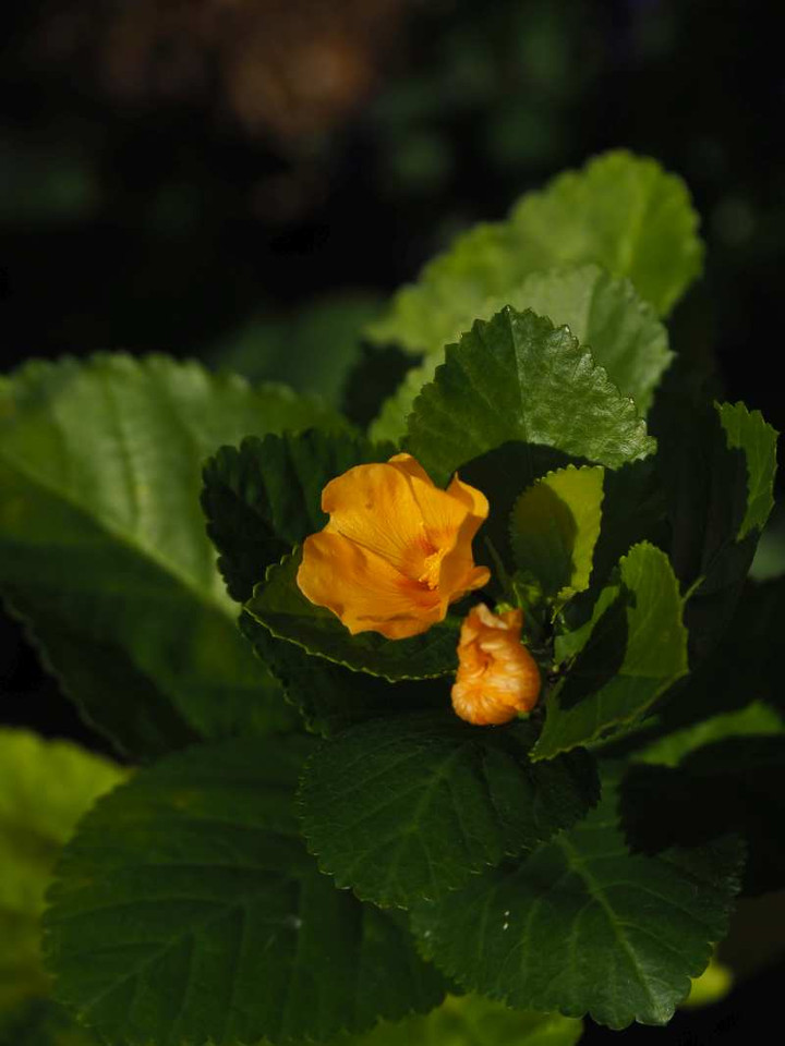 Pb048723