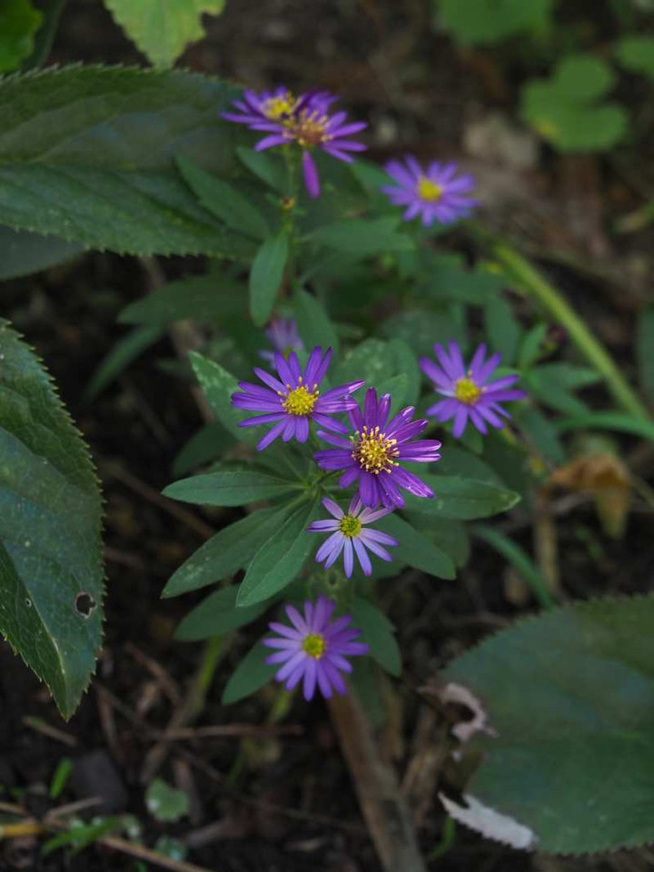 Pb048731