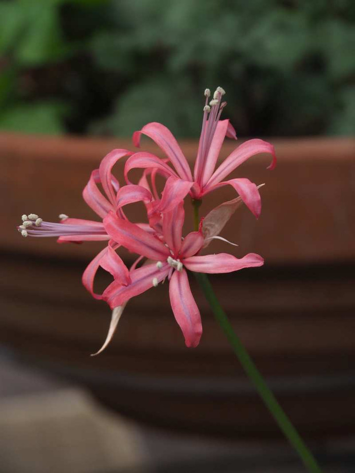 Pb058781