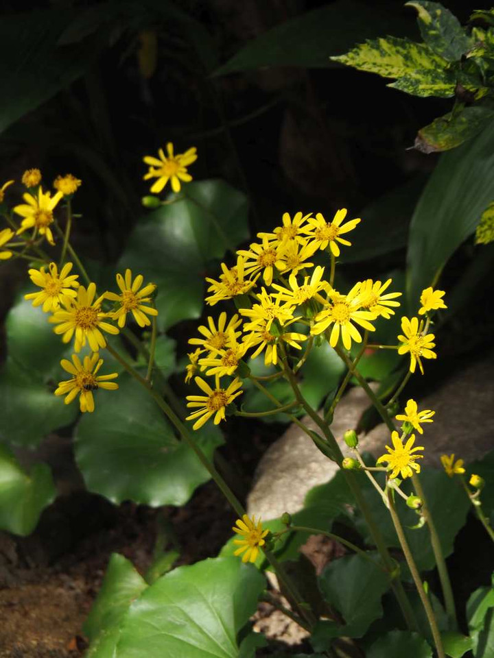 Pb089042