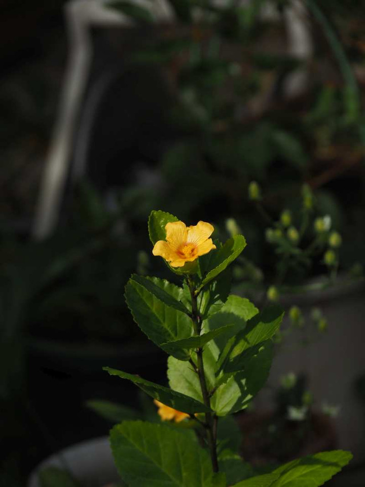Pb089046