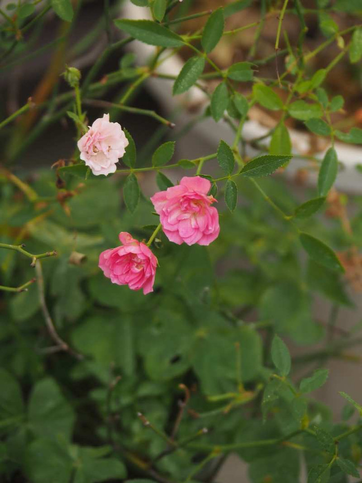 Pb089047