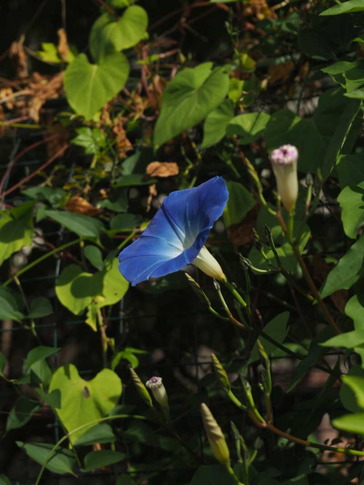 Pb089062