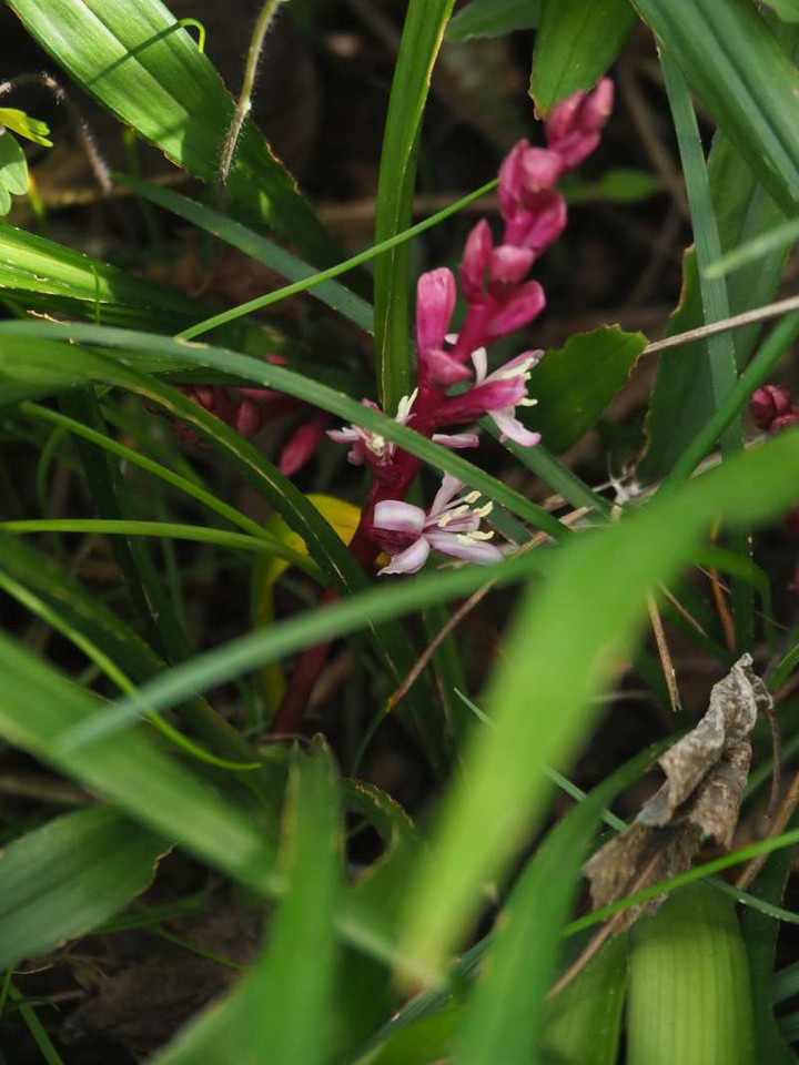Pb089066