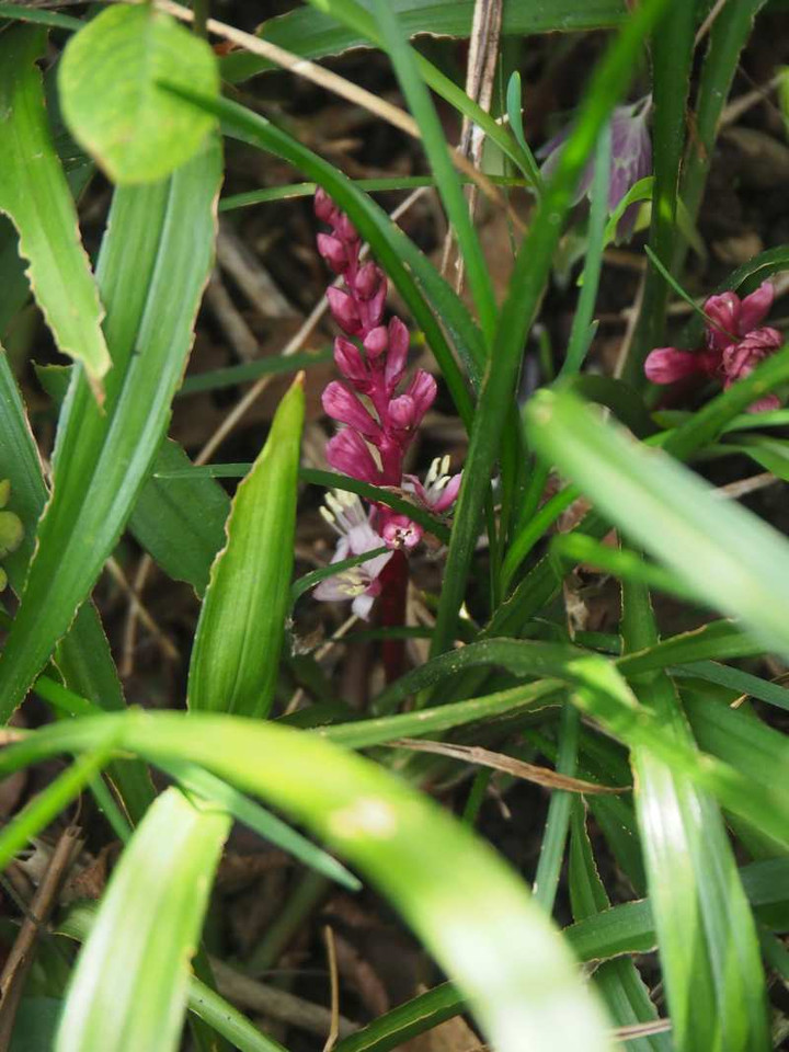 Pb089068