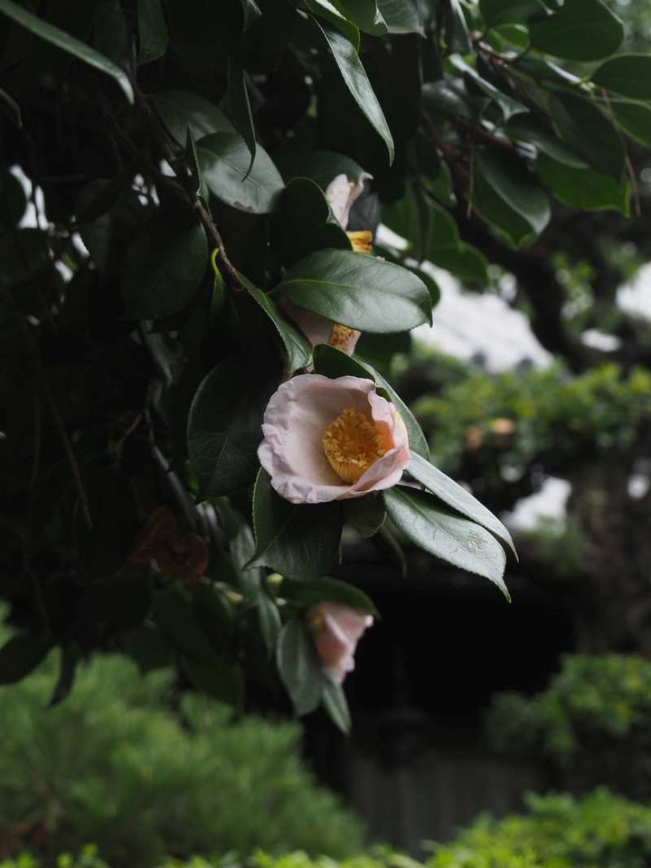 Pb099075
