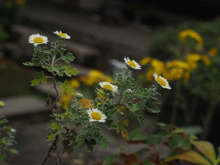 Pb099077
