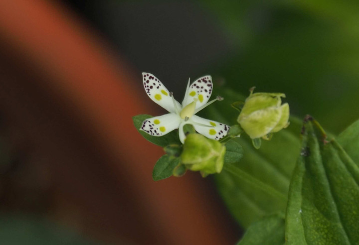 Pb099086