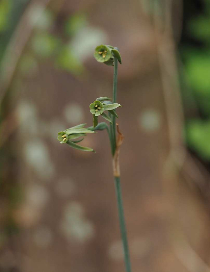 Pb099091