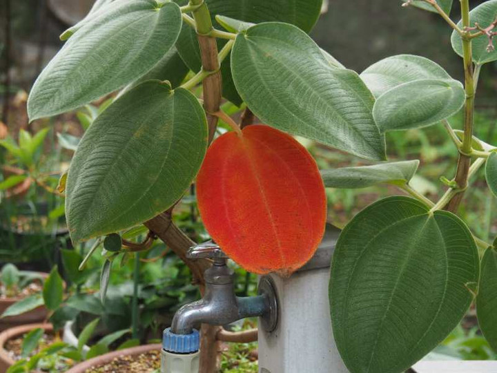 Pb109095