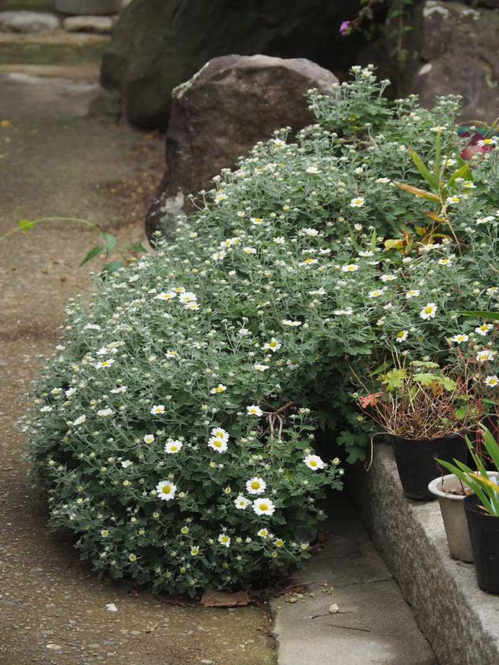 Pb109096