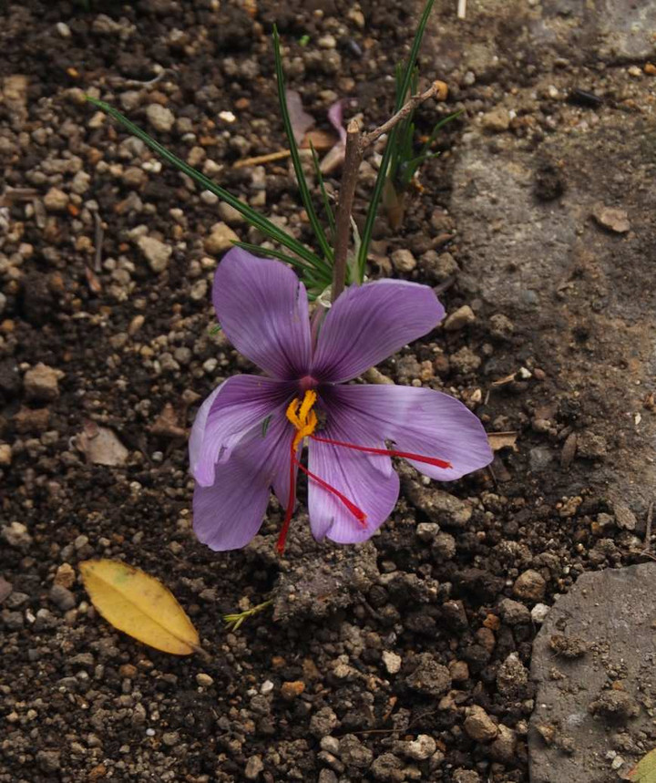 Pb109099