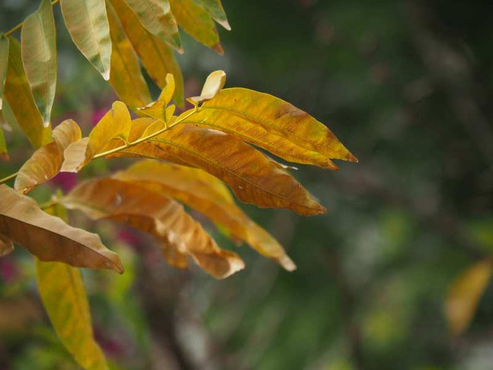 Pb119109