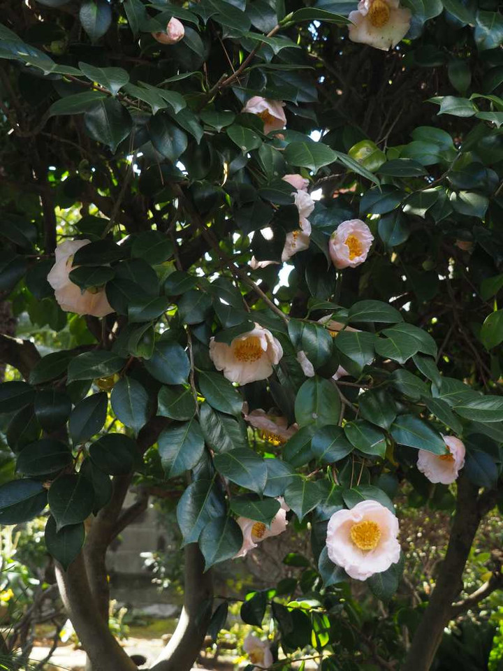 Pb129144