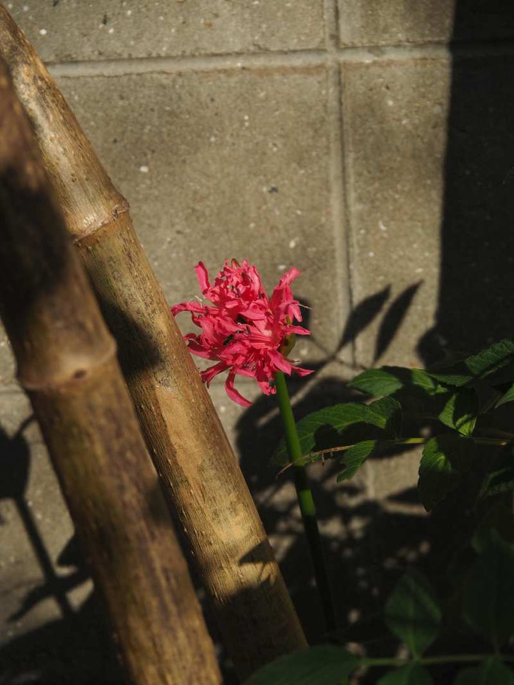 Pb149382r
