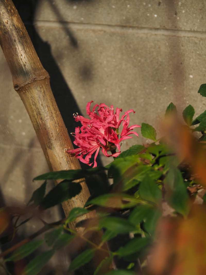 Pb159404