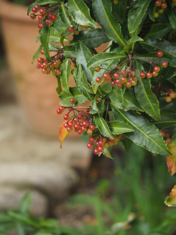 Pb169418