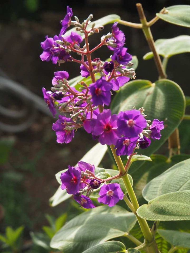 Pb169419