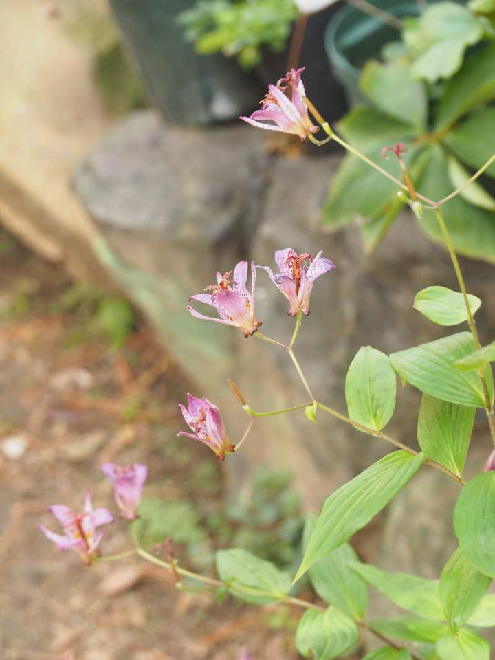 Pc010033