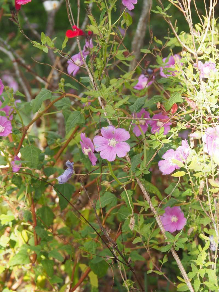 Pc010037