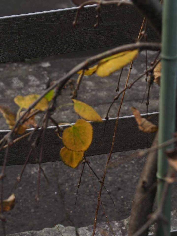 Pc010041
