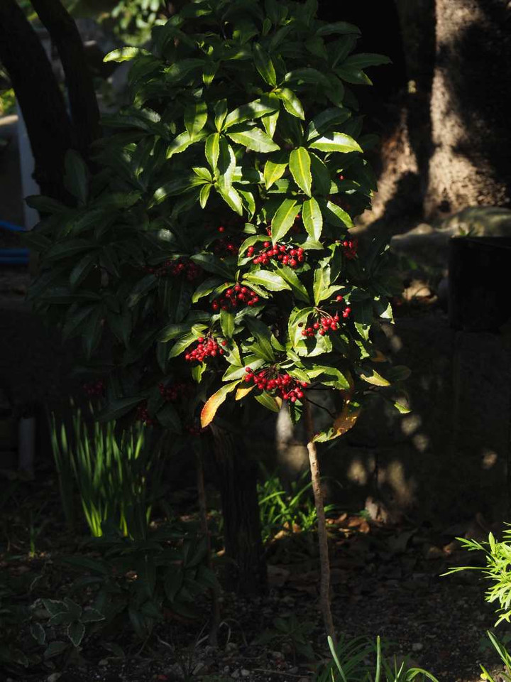 Pc030056