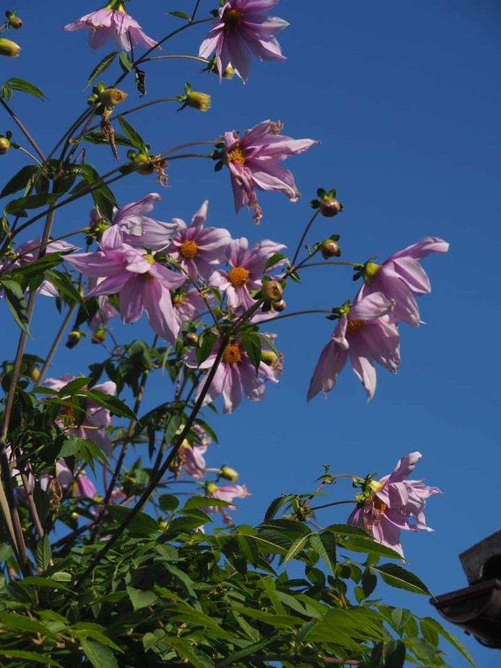 Pc030060