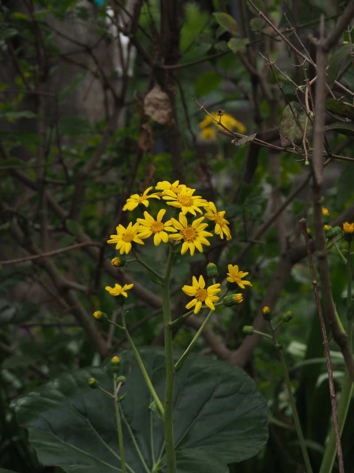 Pc040081