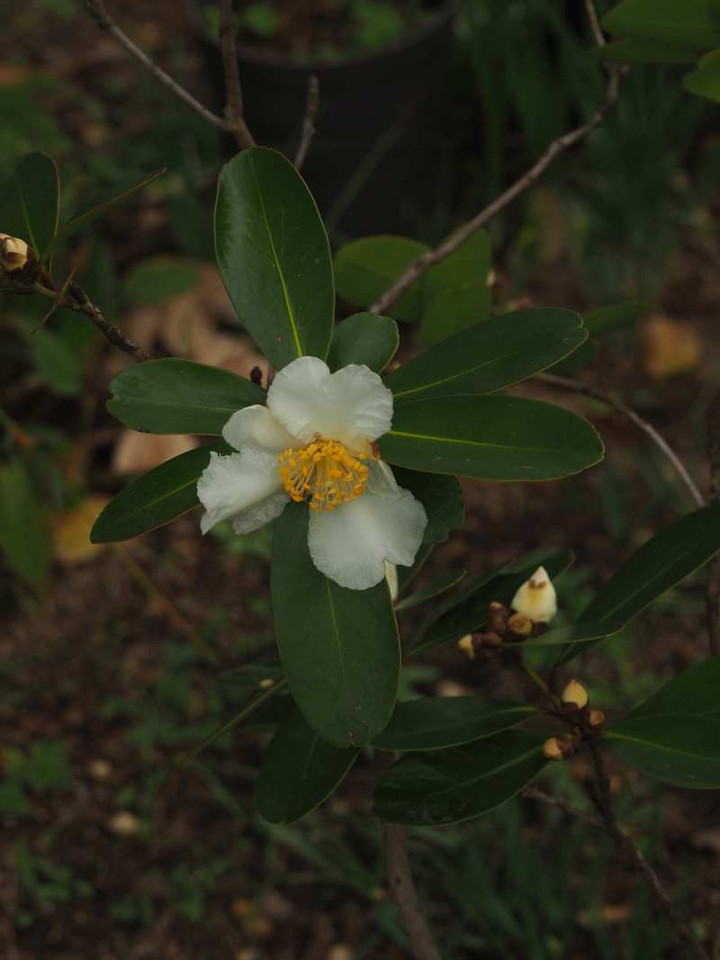 Pc120705