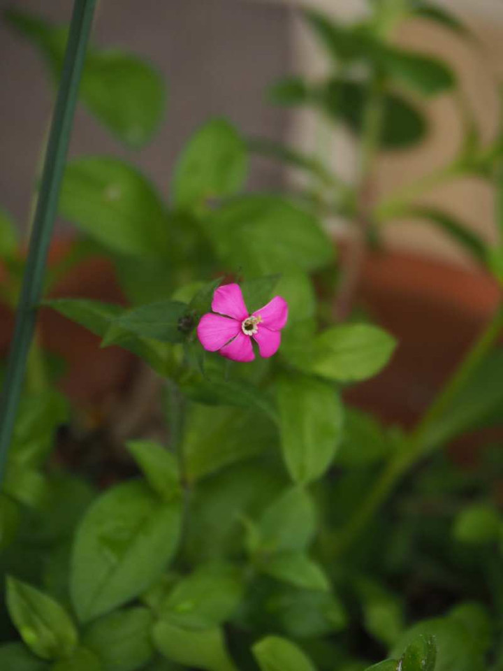 Pc150753