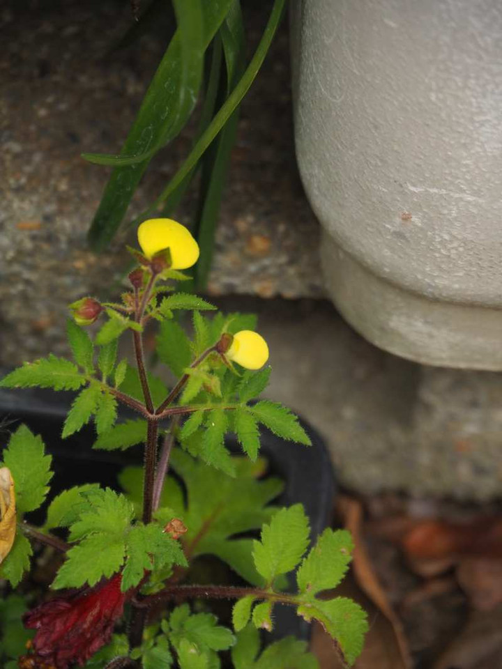 Pc150754karuseoraria Pc150754karuseoraria