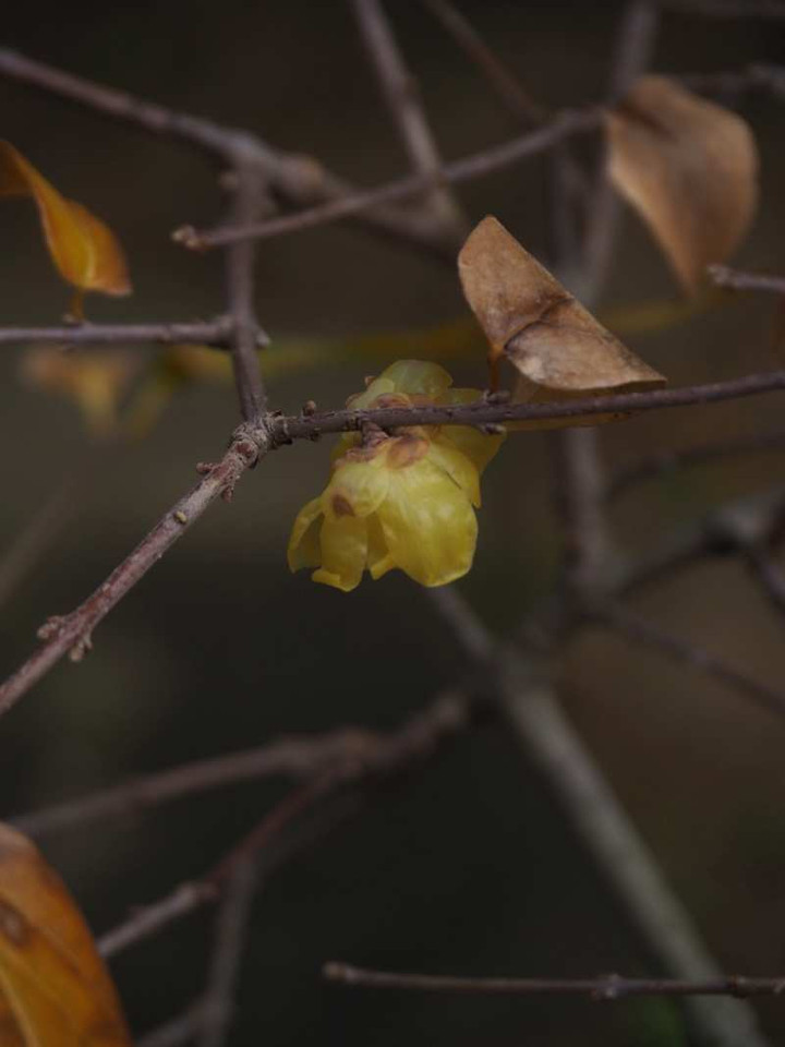 P1041147