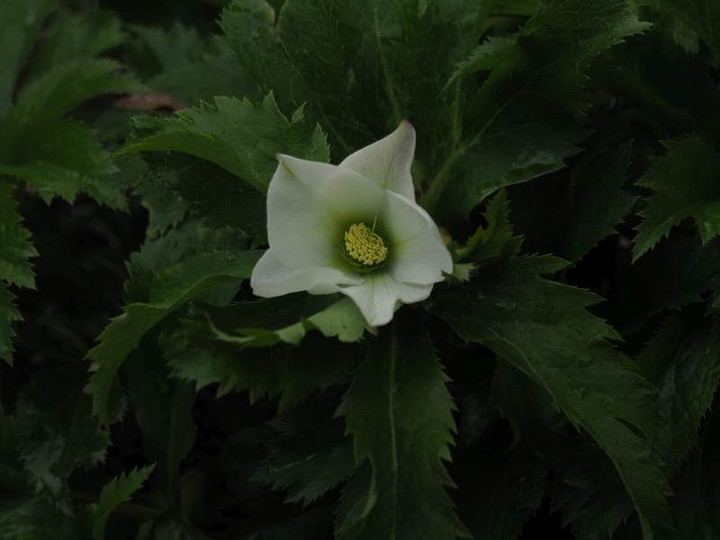 P1111395
